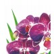 Pacote Com 20 Guardanapos De Papel 33x33cm Orchidea Napkin